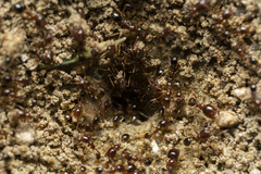 Trichomyrmex perplexus
