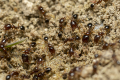 Trichomyrmex perplexus