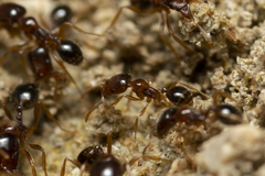 Trichomyrmex perplexus