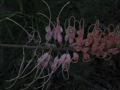 Grevillea dryandri