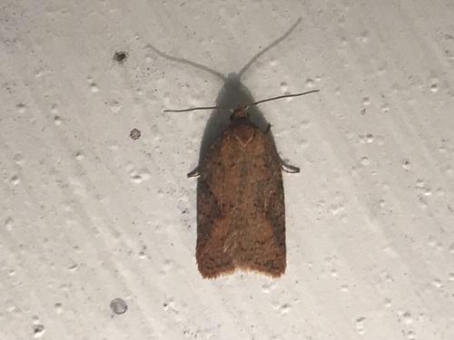 Half-ringed Acleris Moth photo 3
