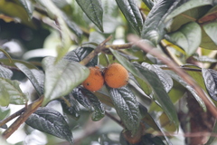 Diospyros gaultheriifolia