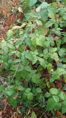 Rubus ursinus macropetalus