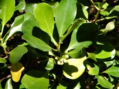 Scyphiphora hydrophylacea