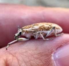 Apleurus albovestitus