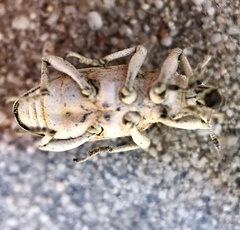 Apleurus albovestitus