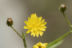 Crepis micrantha