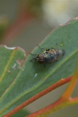Stomorhina discolor