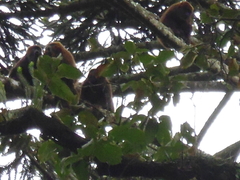 Alouatta guariba