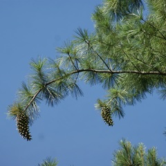 Pinus ayacahuite