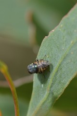 Stomorhina discolor