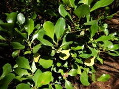 Scyphiphora hydrophylacea