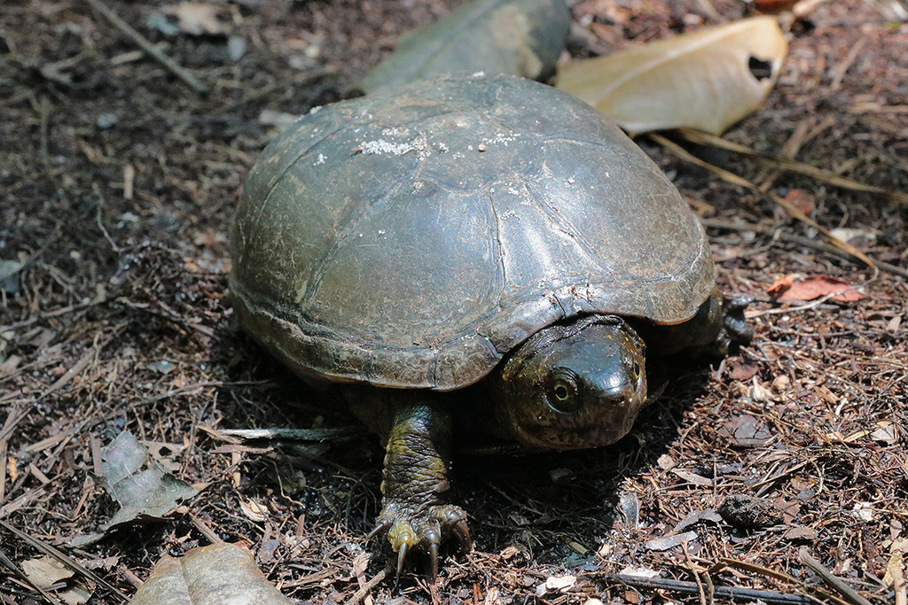 Southeastern Mud Turtle from Virginia Beach City, Virginia, United ...