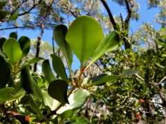 Scyphiphora hydrophylacea