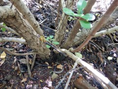 Scyphiphora hydrophylacea