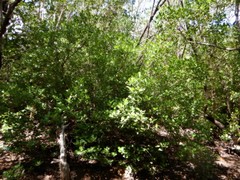 Scyphiphora hydrophylacea