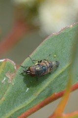 Stomorhina discolor