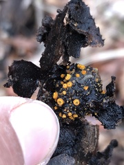 Arachnopeziza aurelia