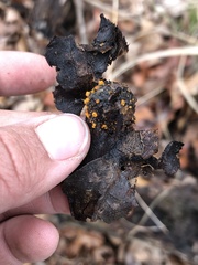 Arachnopeziza aurelia