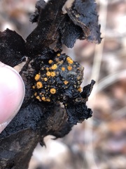 Arachnopeziza aurelia