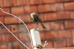 Phoenicurus ochruros