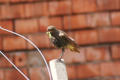 Phoenicurus ochruros