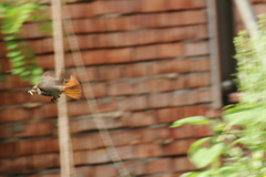 Phoenicurus ochruros