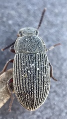 Blapstinus sulcatus