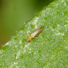 Frankliniella