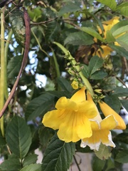 Tecoma stans