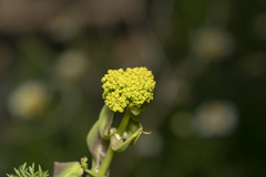 Ferula tingitana