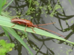 Oxymerus