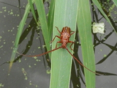 Oxymerus