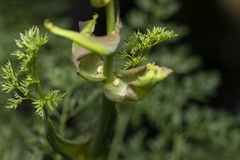 Ferula tingitana