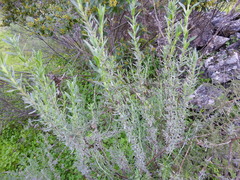 Lavandula stoechas