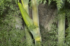 Ferula tingitana