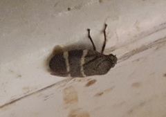 Aeneolamia albofasciata