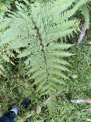 Pteris tremula