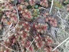 Euphorbia densiflora