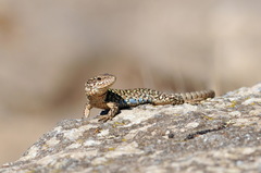 Podarcis muralis colosii