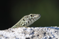 Podarcis muralis colosii