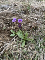 Primula cusickiana