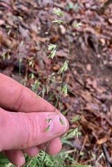Poa cuspidata