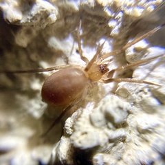 Mesiotelus tenuissimus