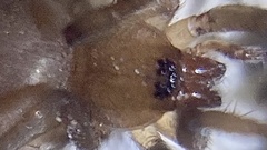 Mesiotelus tenuissimus
