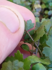 Hydrocotyle sulcata