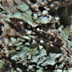 Pseudomyrmex cubaensis