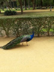Pavo cristatus