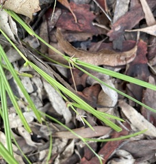 Scleria mackaviensis
