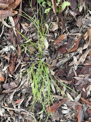 Scleria mackaviensis